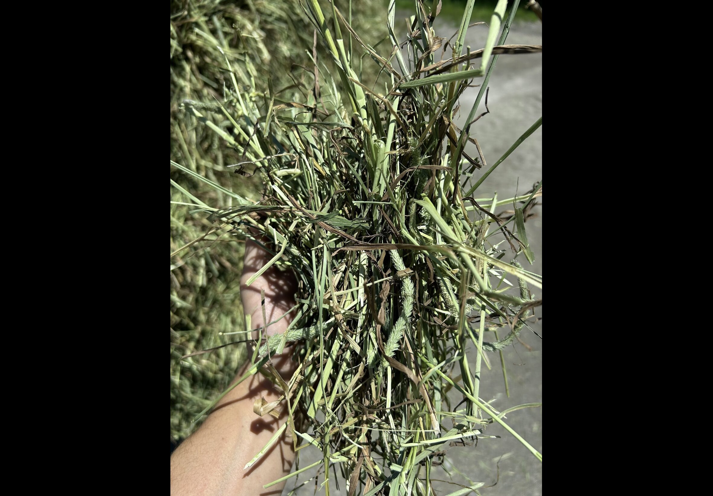 Hay Bedding at Quality Feeds Farm & Pet