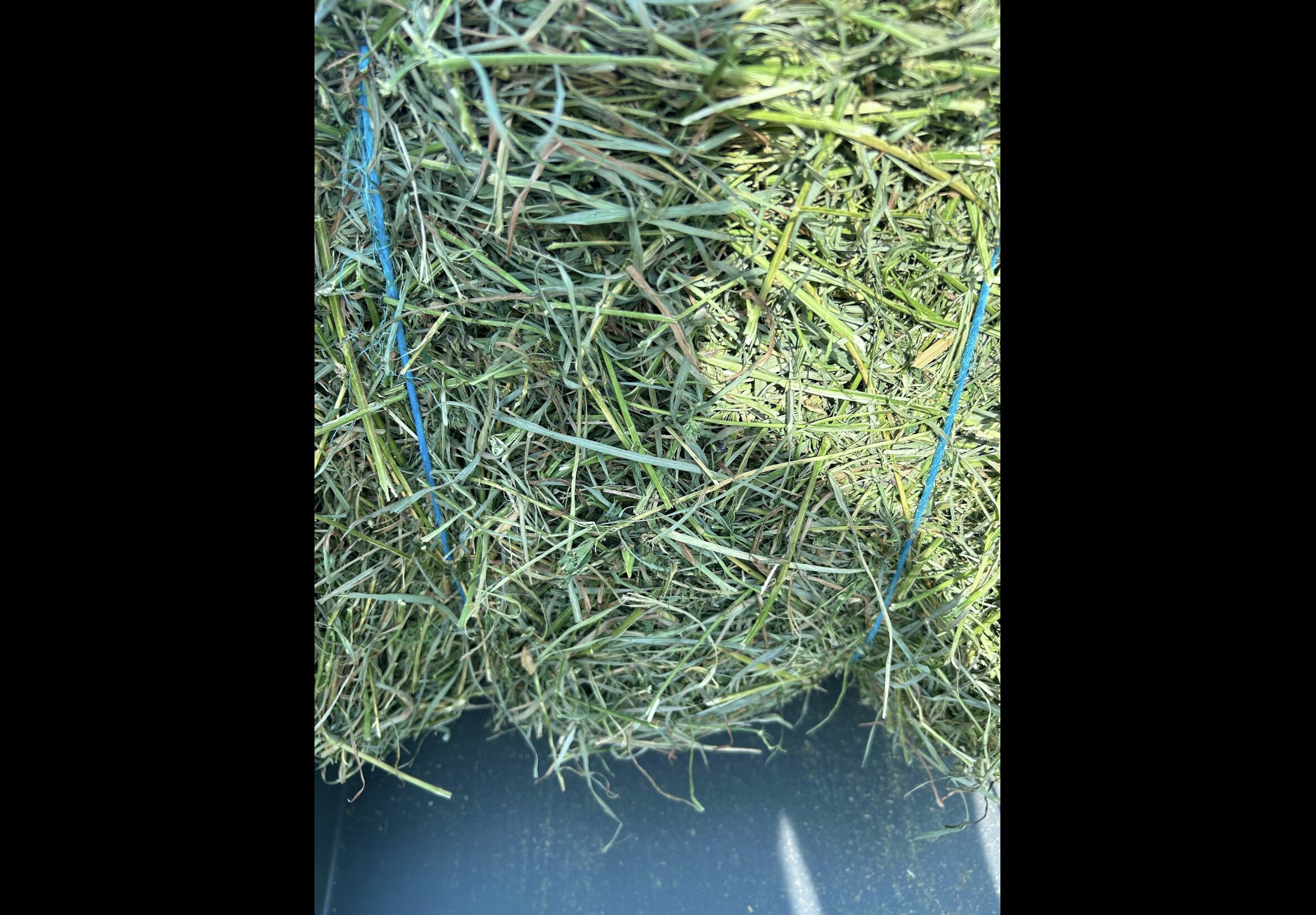 Hay Bedding at Quality Feeds Farm & Pet