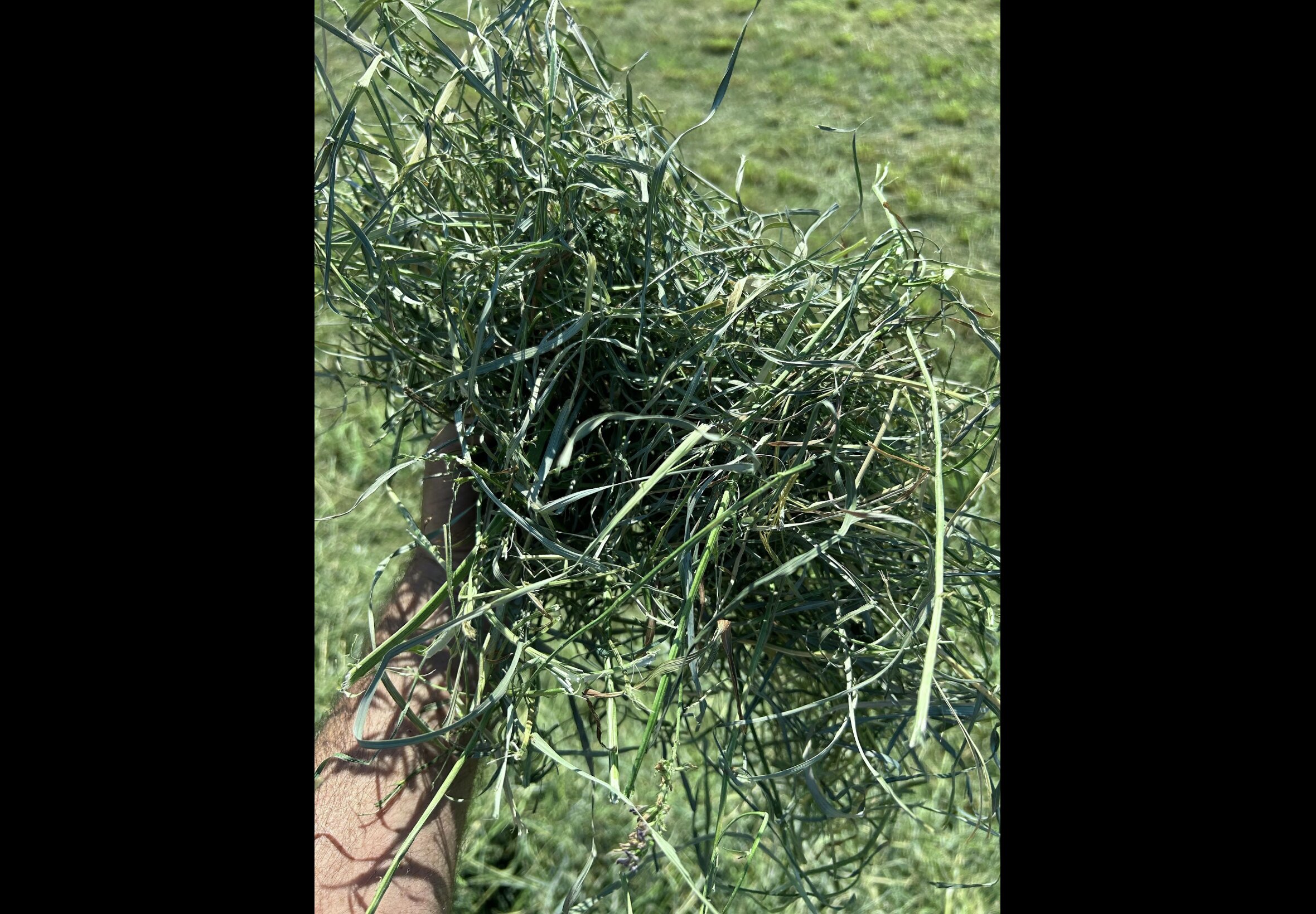 Hay Bedding at Quality Feeds Farm & Pet