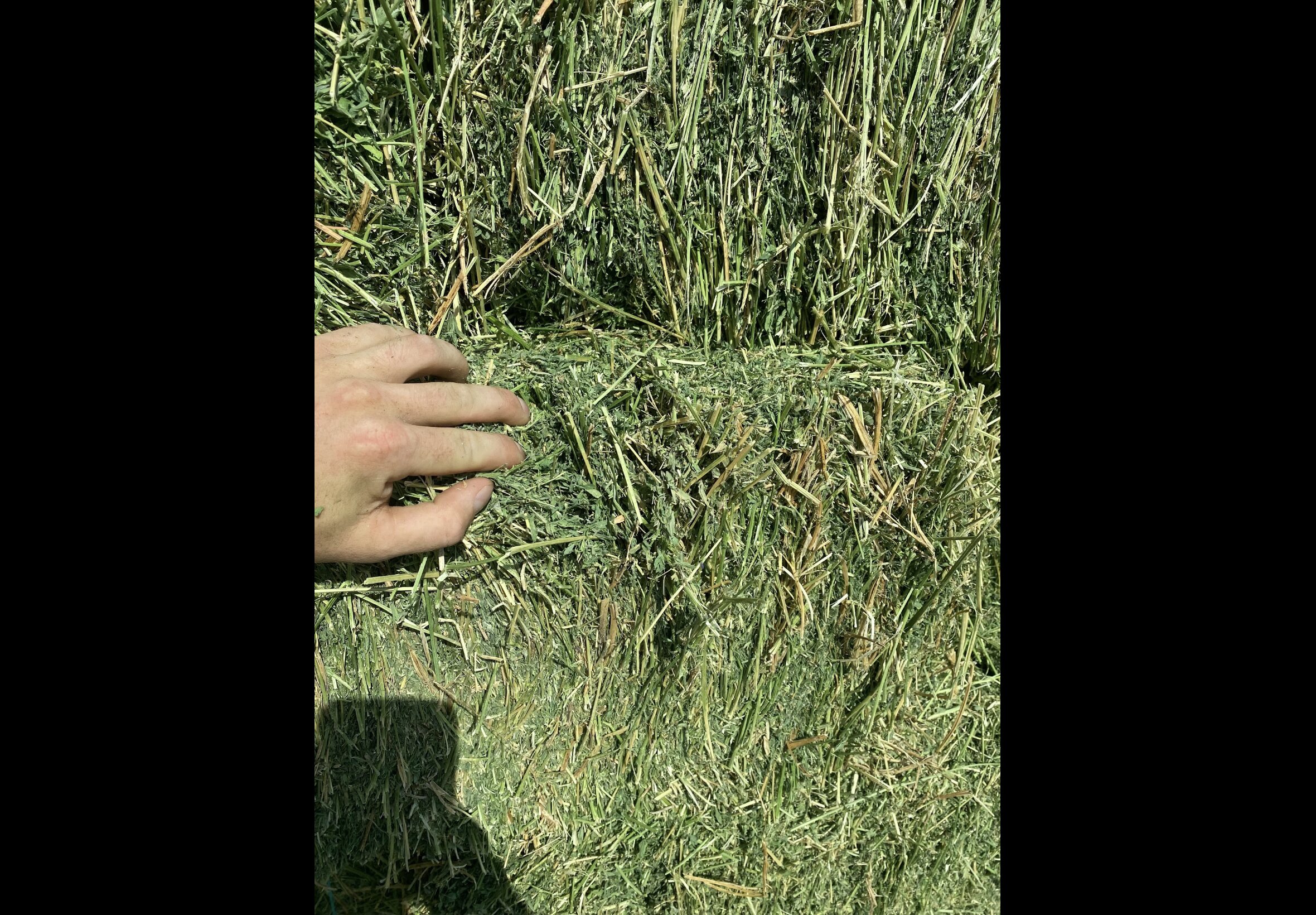 Hay Bedding at Quality Feeds Farm & Pet