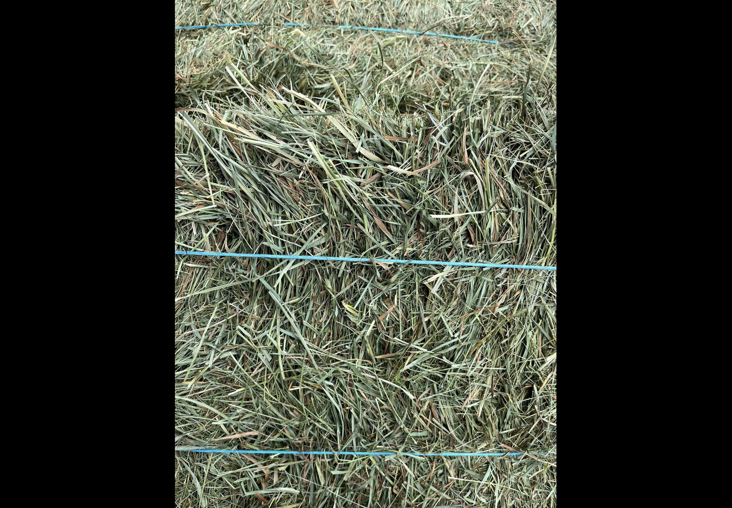 Hay Bedding at Quality Feeds Farm & Pet