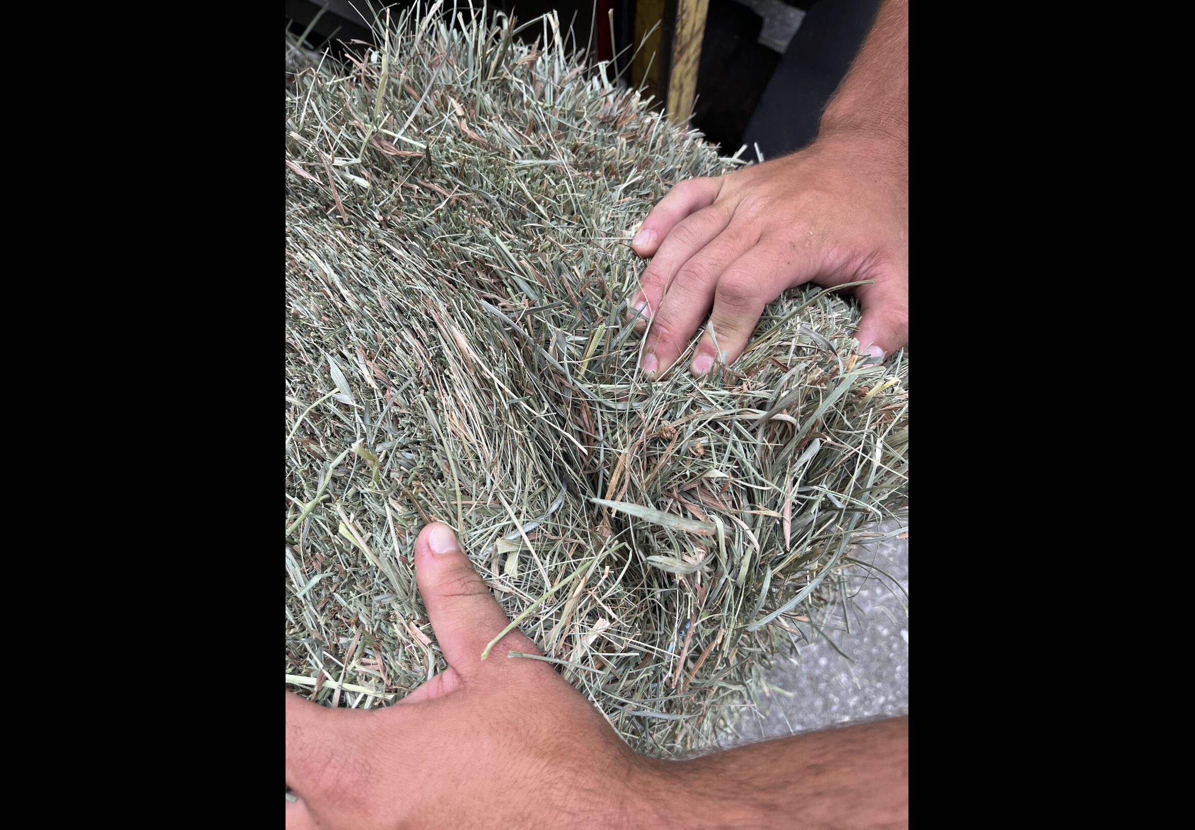 Hay Bedding at Quality Feeds Farm & Pet