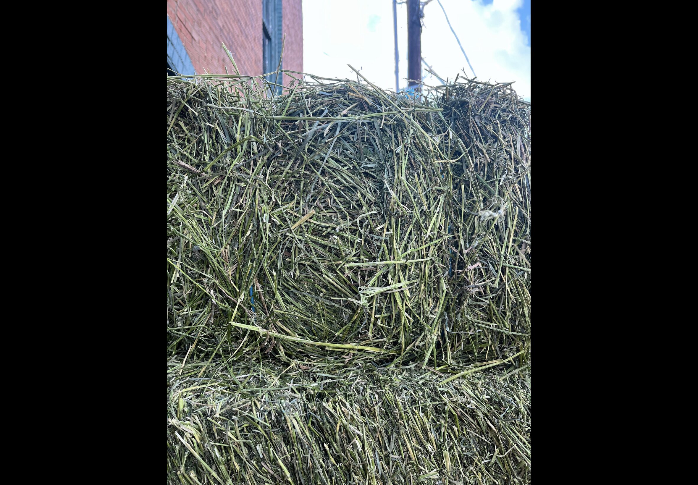 Hay Bedding at Quality Feeds Farm & Pet