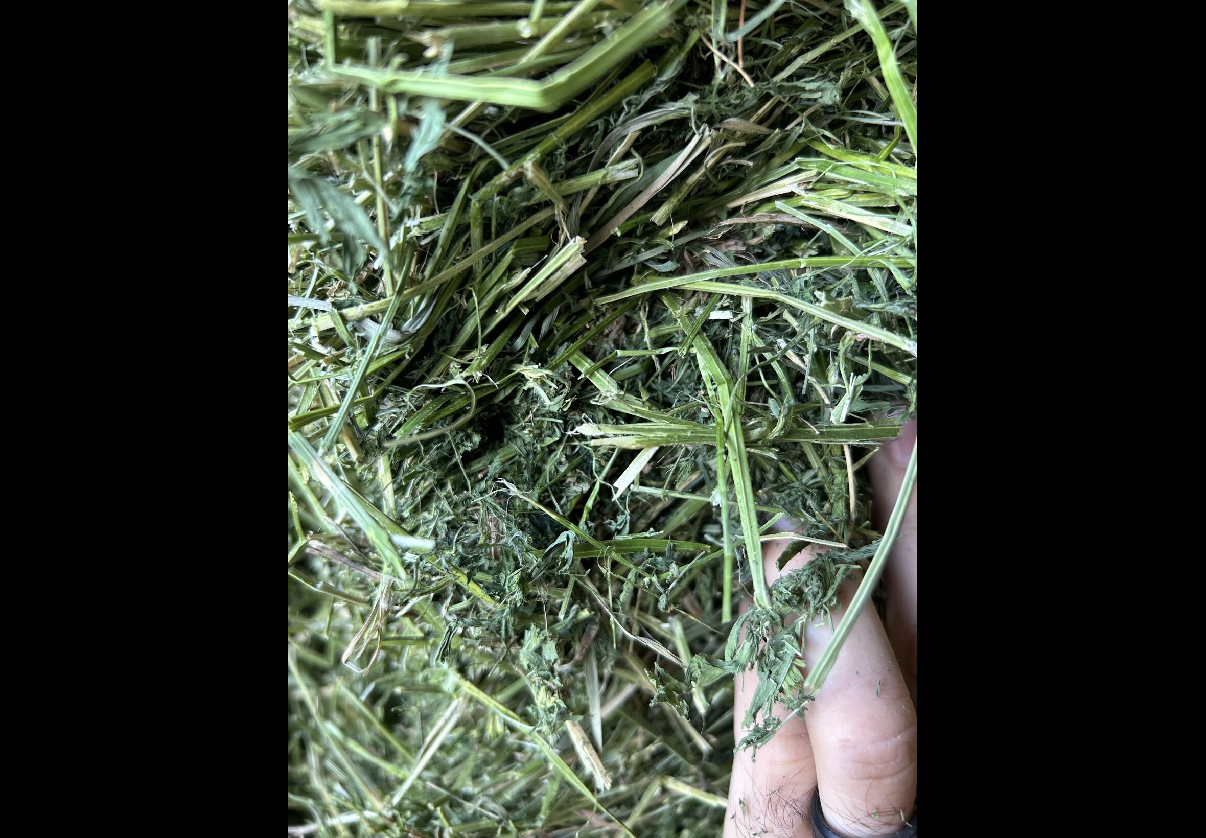 Hay Bedding at Quality Feeds Farm & Pet