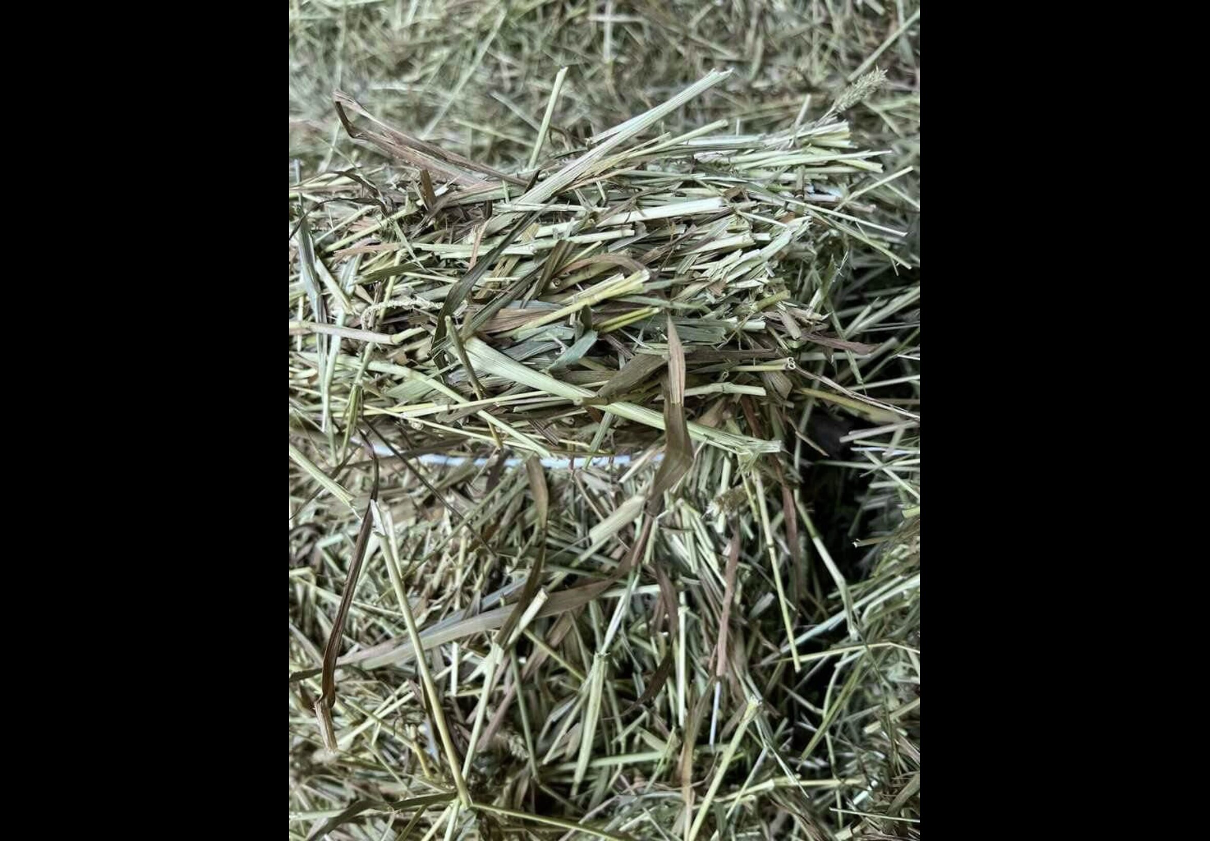 Hay Bedding at Quality Feeds Farm & Pet