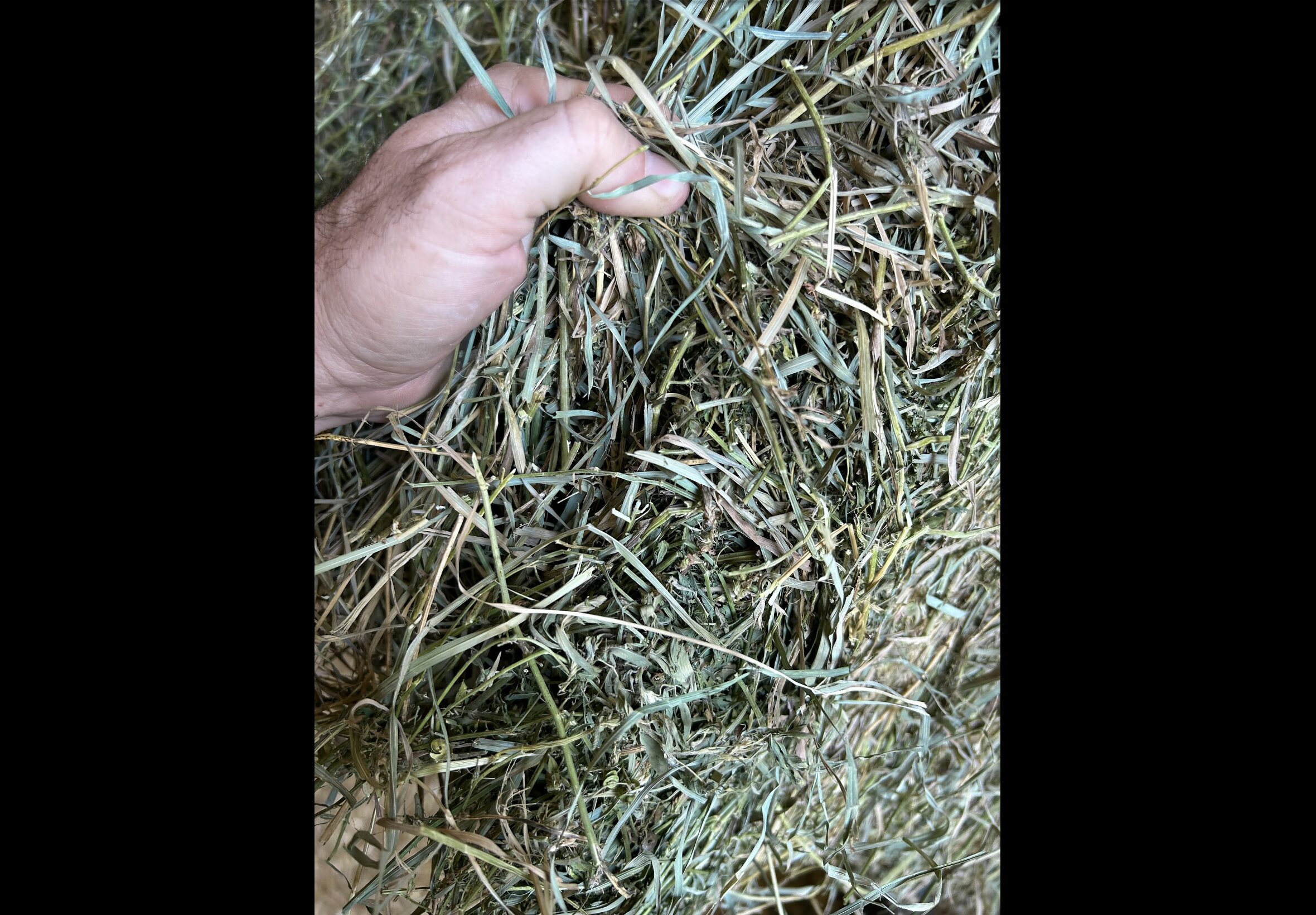 Hay Bedding at Quality Feeds Farm & Pet