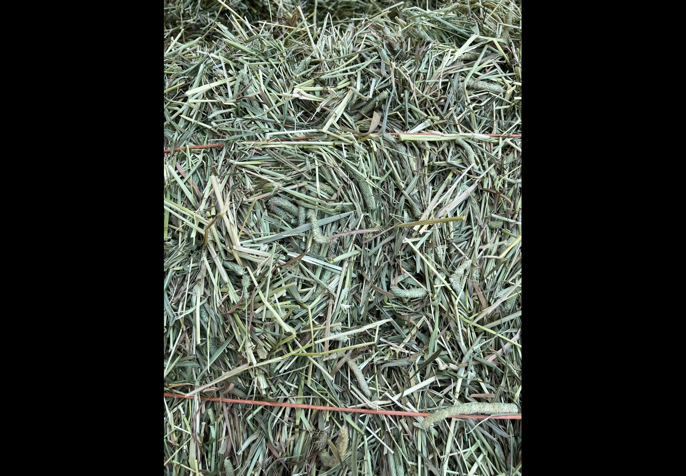 Hay Bedding at Quality Feeds Farm & Pet