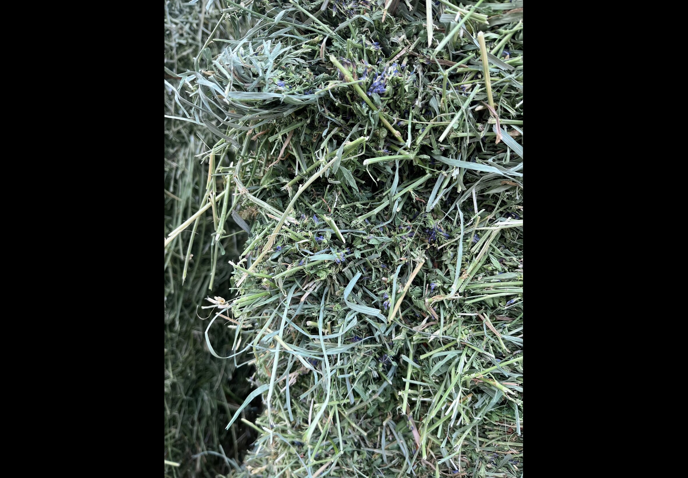 Hay Bedding at Quality Feeds Farm & Pet