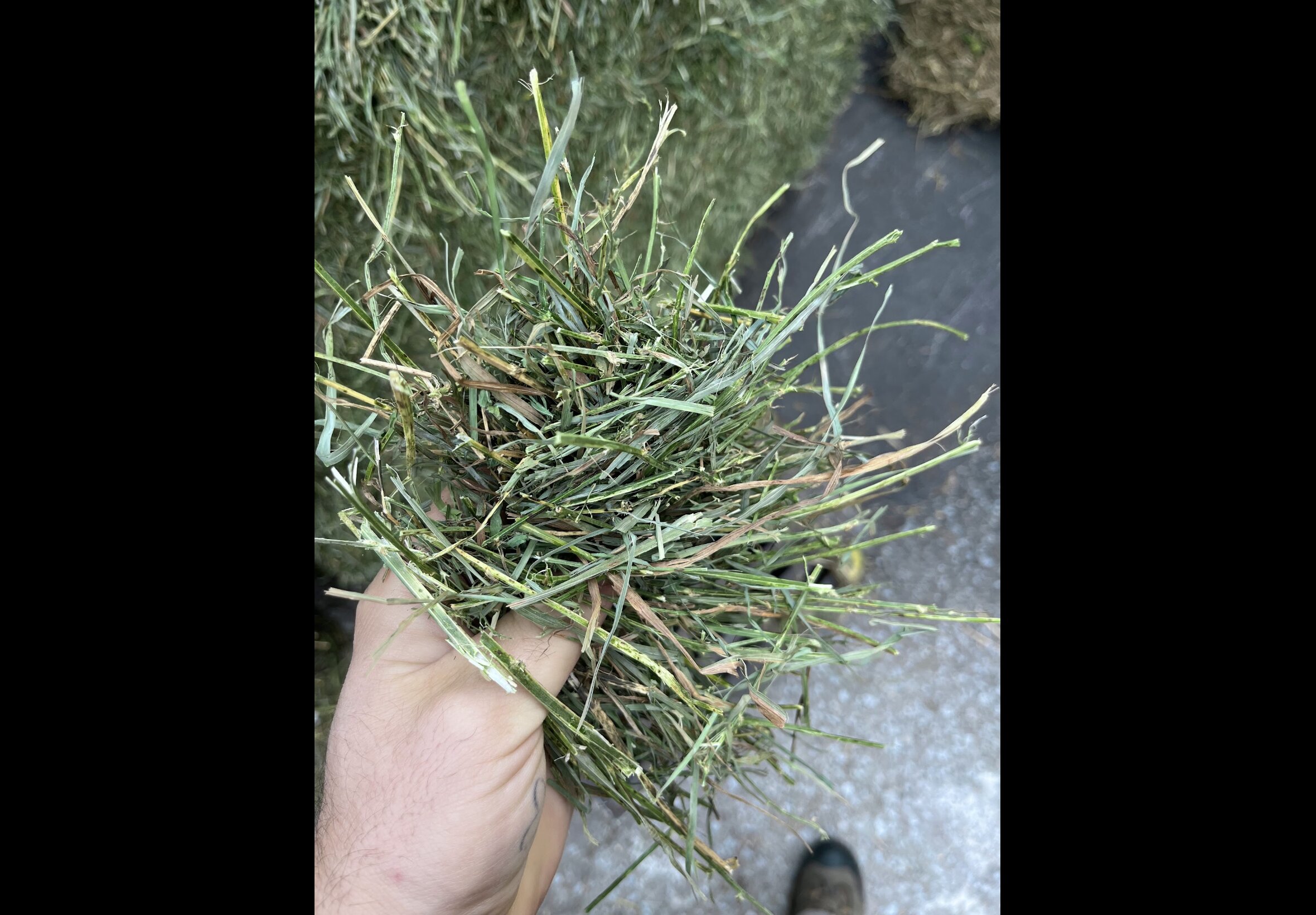 Hay Bedding at Quality Feeds Farm & Pet