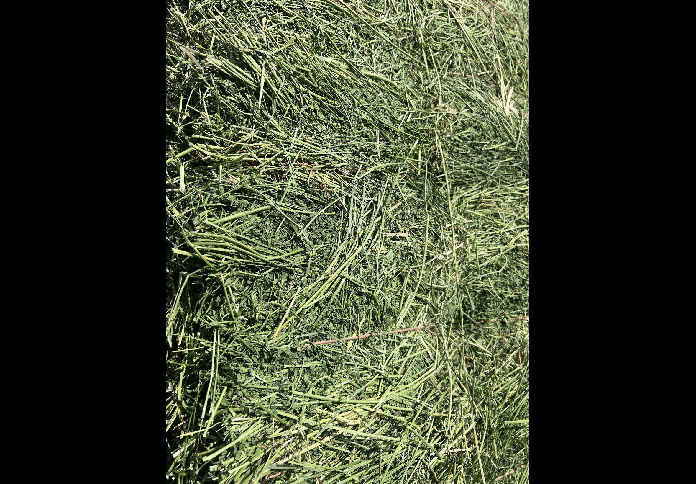 Hay Bedding at Quality Feeds Farm & Pet
