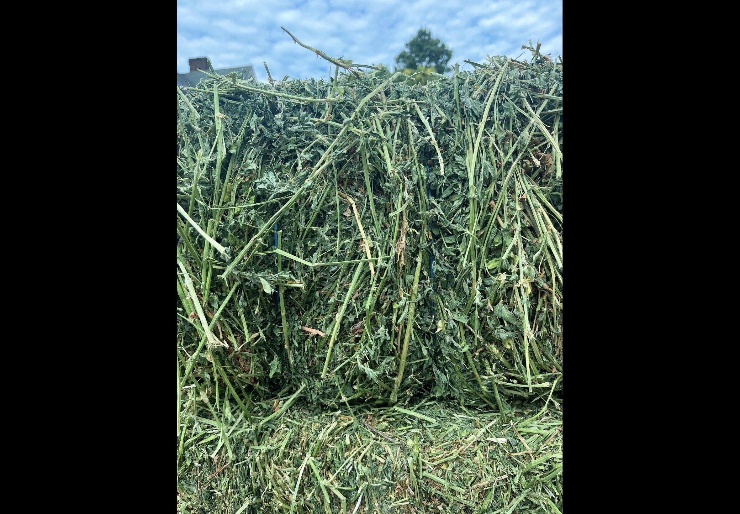 Hay Bedding at Quality Feeds Farm & Pet