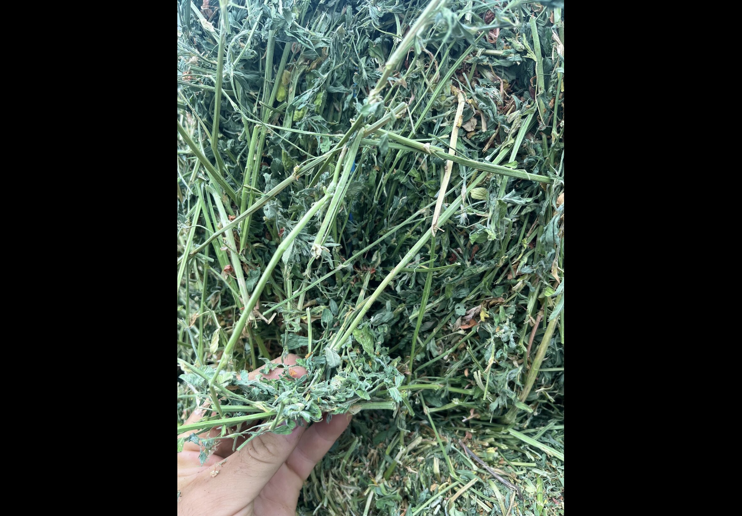 Hay Bedding at Quality Feeds Farm & Pet