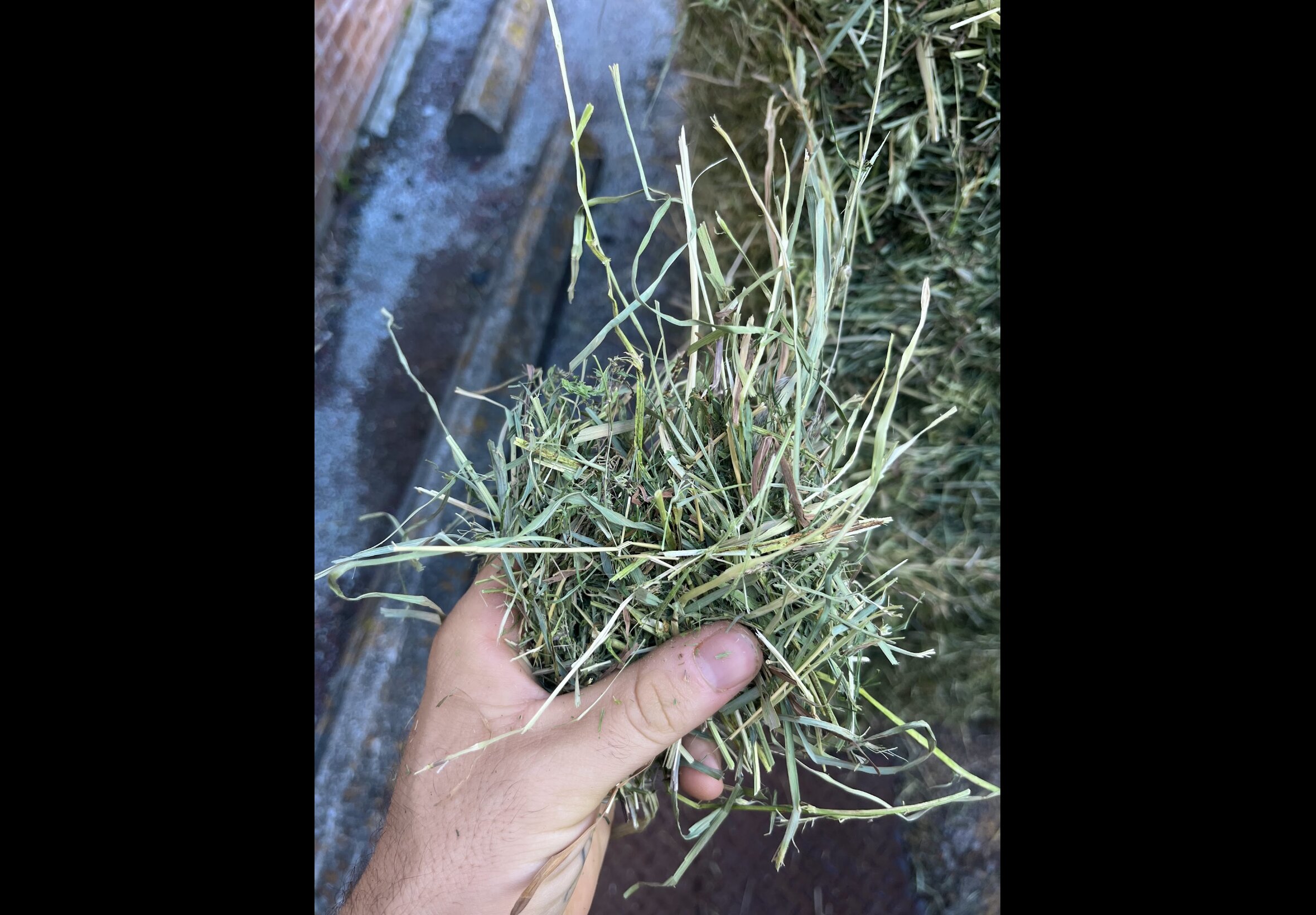 Hay Bedding at Quality Feeds Farm & Pet