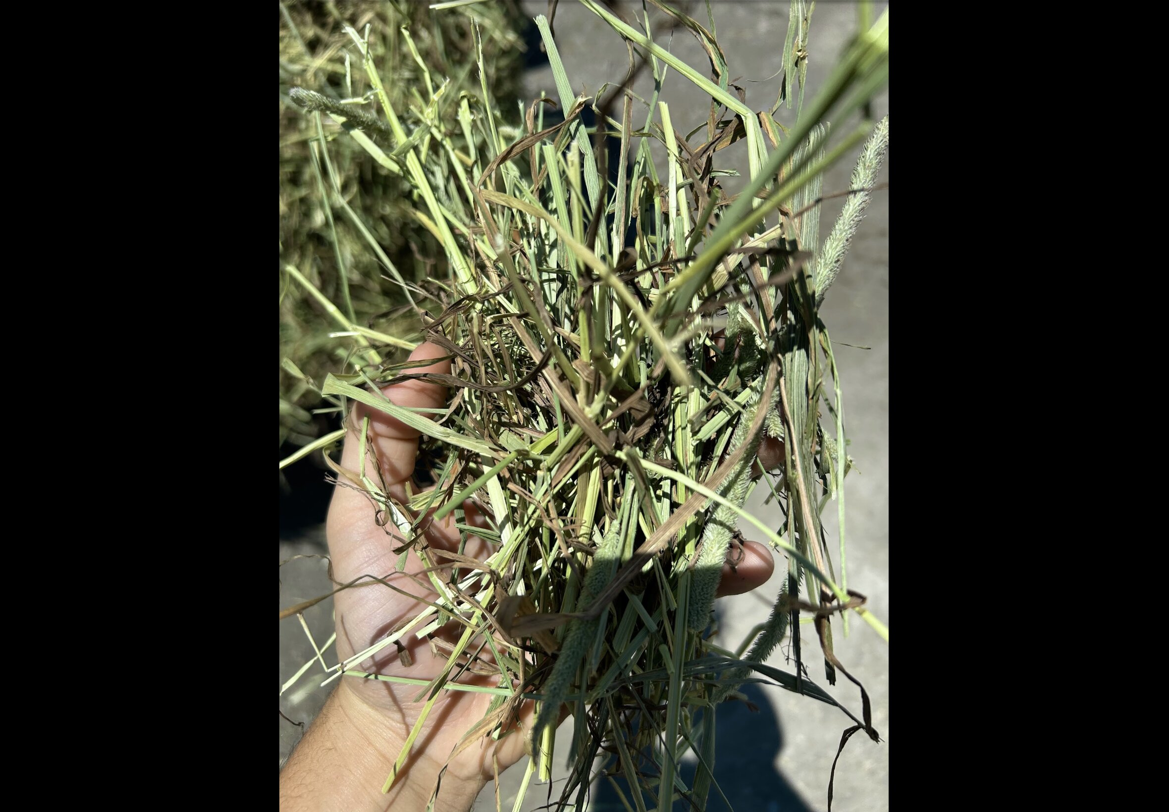 Hay Bedding at Quality Feeds Farm & Pet