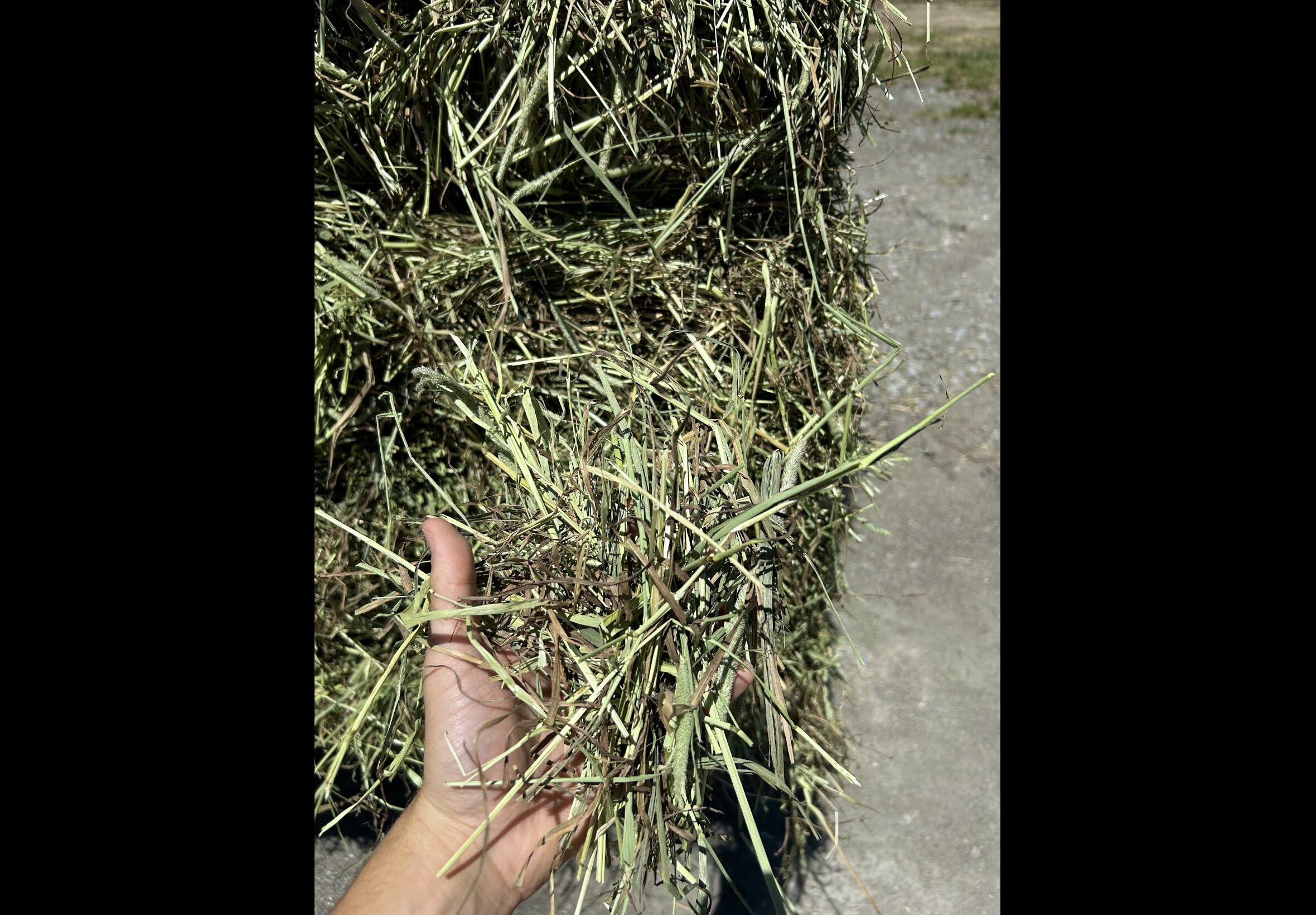 Hay Bedding at Quality Feeds Farm & Pet