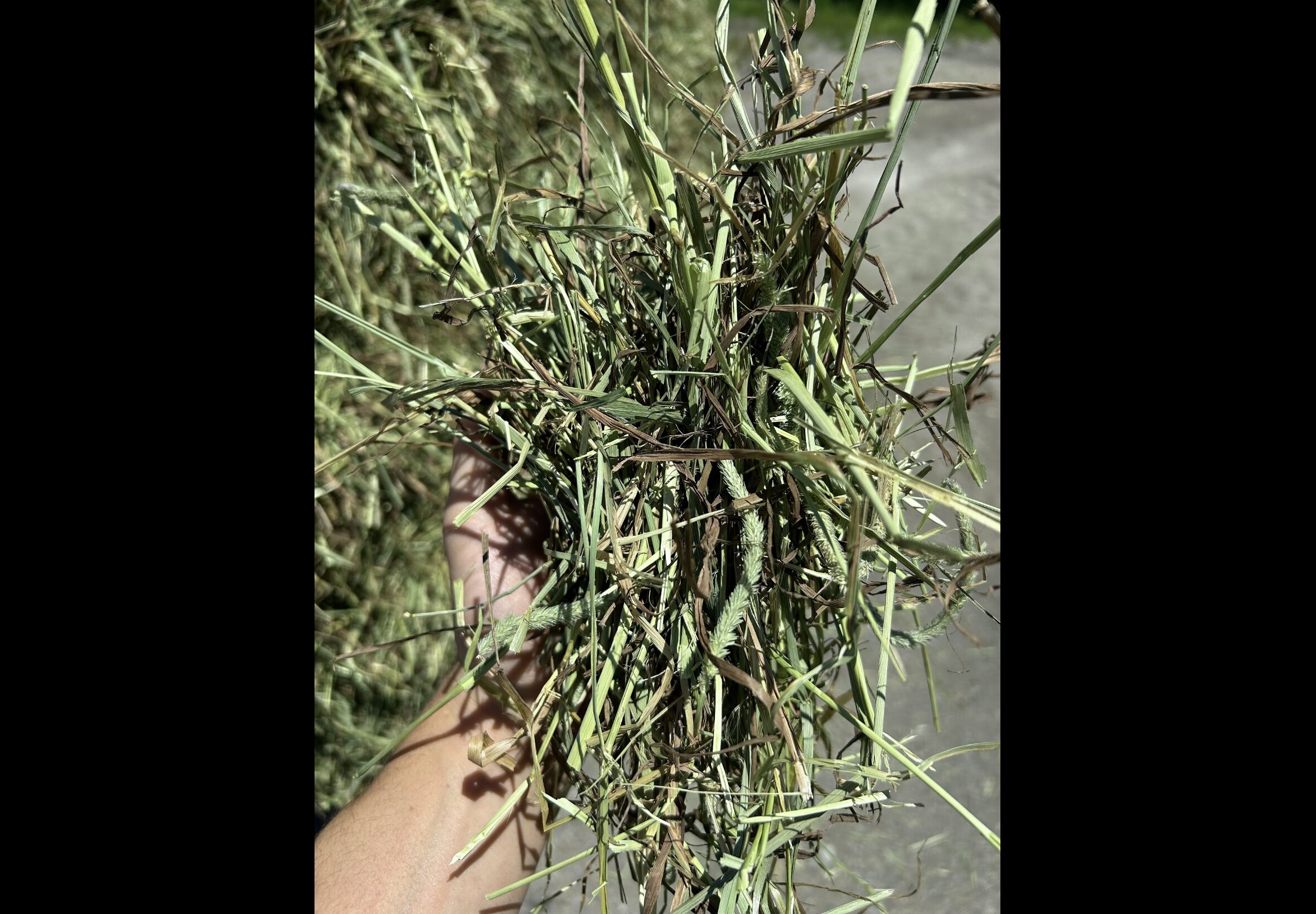 Hay Bedding at Quality Feeds Farm & Pet
