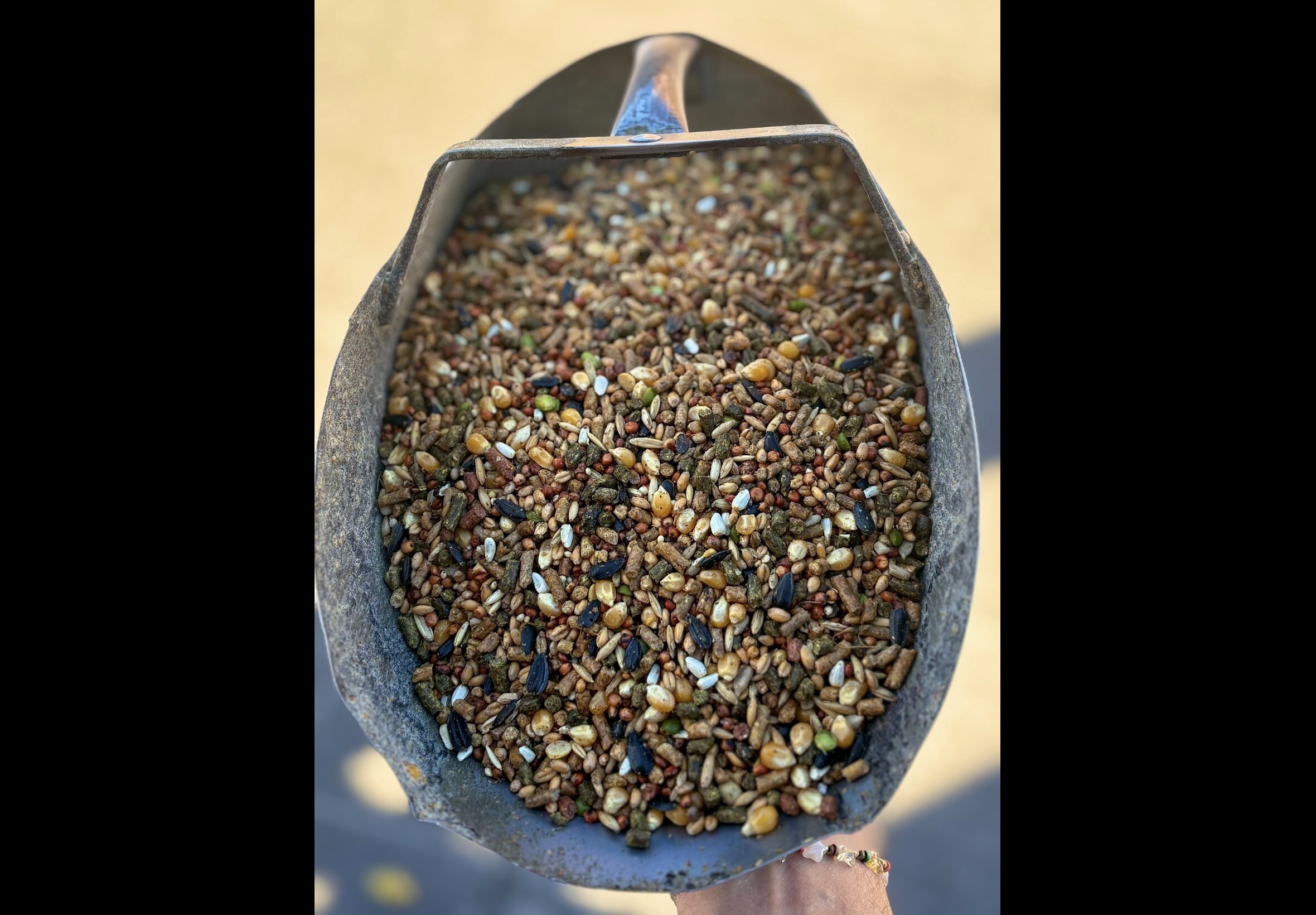 Livestock Feed at Quality Feeds Farm & Pet